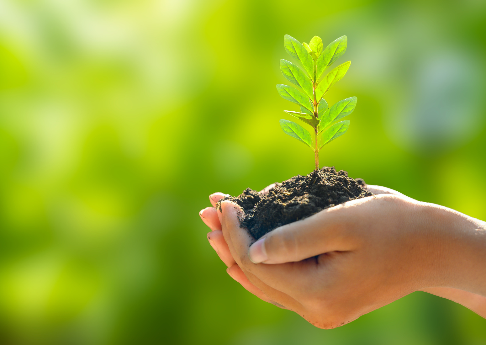 5 Ways to Begin Your Sustainable Living Journey in 2025